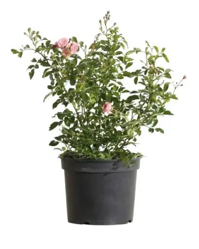 [126740] Rosier Fairy Pot C3 ** Résistant et très florifère **