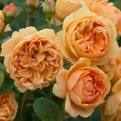 [140699] Rosier Carolyn Knight (Austurner) Pot