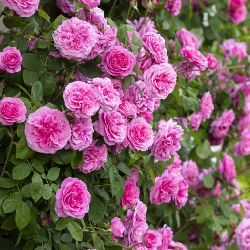 [115769] Rosier Gertrude Jekyll Pot