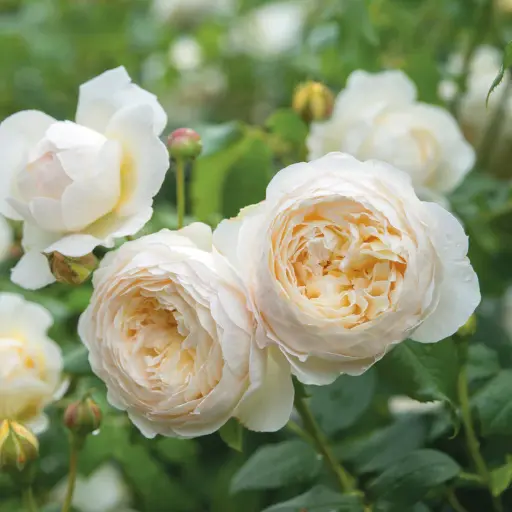 [110440] Rosier Claire Austin Pot C3L
