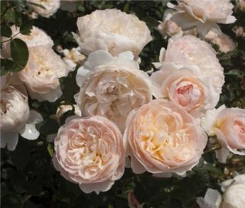 [145398] Rosier Anistar Aroma ** Très parfumé **