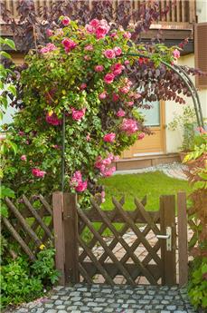 [145396] Rosier Pink Perpetue Grimpant