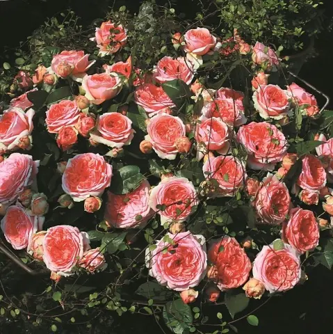 [106443] Rosier Chippendale Pot C5L
