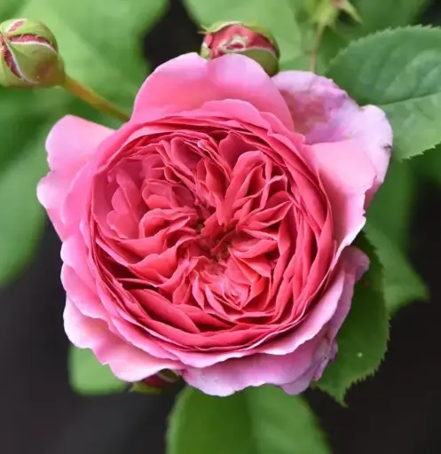 [140705] Rosier Princesse Alexandra Of Kent Pot