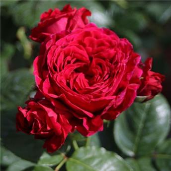 [145389] Rosier Marietta ** Parfumé **