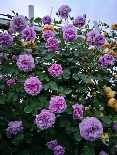 [139341] Rosier Saphir Grimpant  Pot C5Litres
