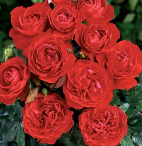 [137028] Rosier Docteur Watson ® Pot C5Litres ** Parfumé **