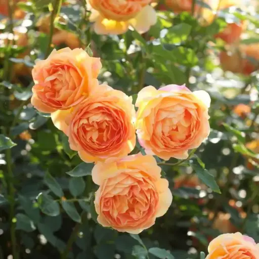 [122087] Rosier Lady of Shalott Pot C3Litres