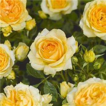 [145097] Rosier Midnight Romanza Pot
