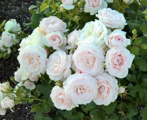 [141501] Rosier Sweet Romanza Pot C3Litres