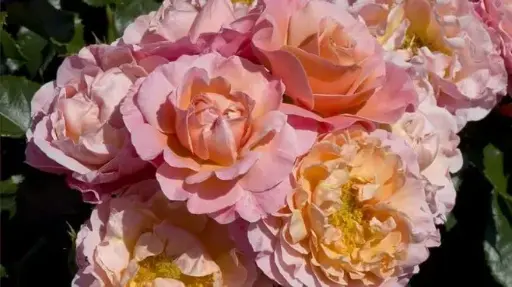 [112199] Rosier Marie Curie Pot C3