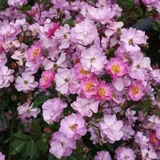 [133060] Rosier Lavender Meidiland Pot C3L