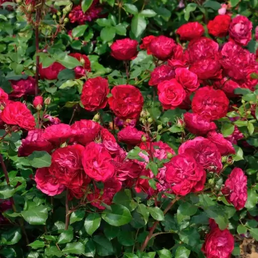 [140715] Rosier Red Love Pot C3L