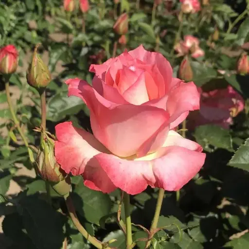 [144265] Rosier Sabine Pot  C3.5 ** Parfumée **