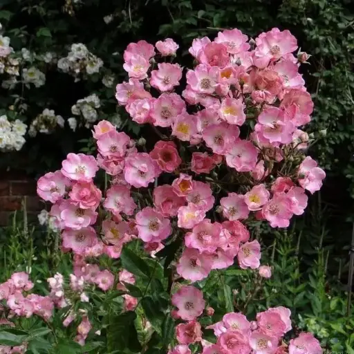 [113122] Rosier Alden Biesen Pot