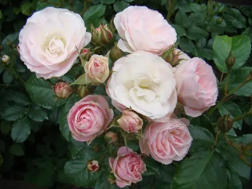 [111693] Rosier Bouquet Parfait Pot