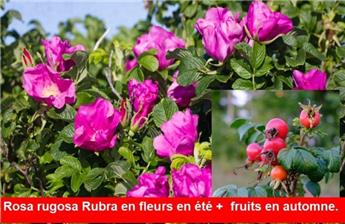 [104009] Rosier Rosa rugosa Rubra Pot C2-3 ** Très parfumé **