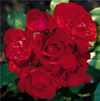 [144327] Rosier Satchmo Pot-15-17 - Rouge