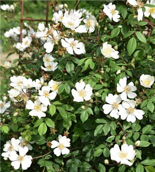 [144239] Rosier Rosa arvensis JPL RN *** Rosier des champs. Remise importante à partir de 10 plantes **