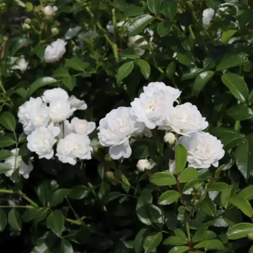 [126634] Rosier Crystal Fairy Ou Fairy White C5