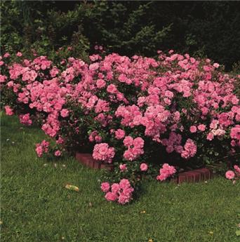 [102775] Rosier Mirato Pot