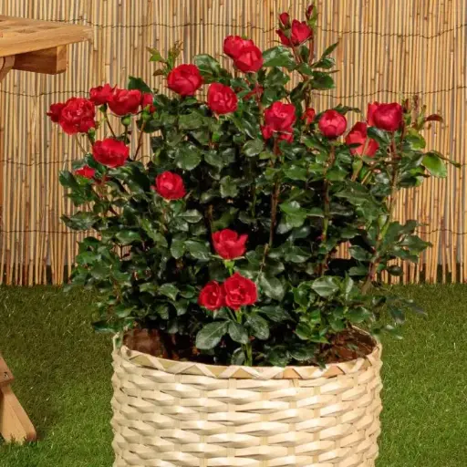 [145086] Rosier Zepeti Pot C3.6Litres * Nain très florifère *