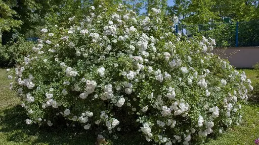 [102294] Rosier Ice Meidiland Pot