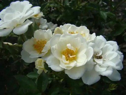 [101684] Rosier Kent (White Cover) Pot C2