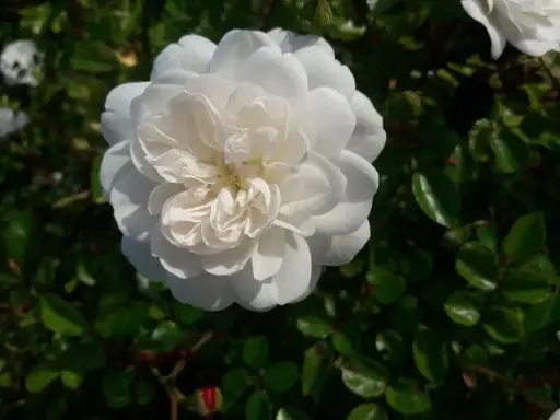 [145085] Rosier Snow Ballet Tige Pleureur 80 cm Pot