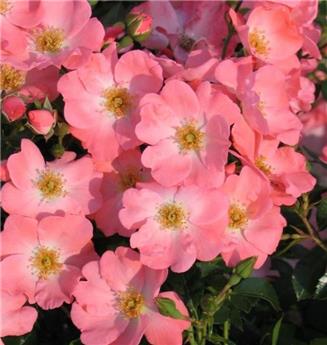 [144325] Rosier Pink Blanket Pot P15-17 cm