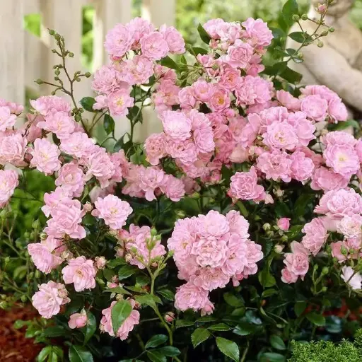 [101681] Rosier Fairy Pot P15-17