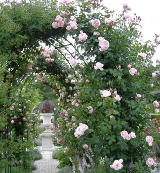 [101660] Rosier Nahema grimpant Pot C5 Palissé XXL