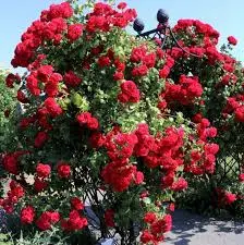 [137569] Rosier Amadeus Grimpant Pot C3Litres