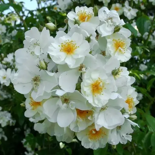 [101646] Rosier Bobbie James Grimpant Pot C4