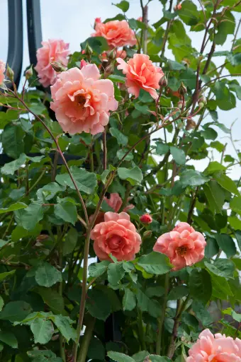 [140792] Rosier Alibaba Grimpant Pot **Parfumé **