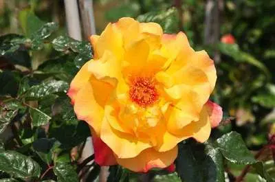 [121633] Rosier Moonlight Pot C5L grimpant