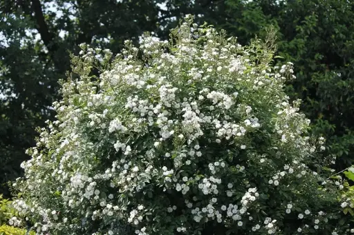 [126628] Rosier Guirlande d Amour® grimpant
