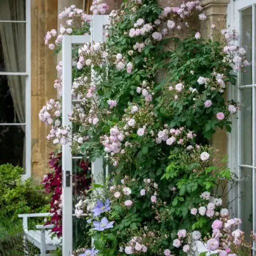 [128275] Rosier Blush Noisette arbuste ou grimpant Pot C3