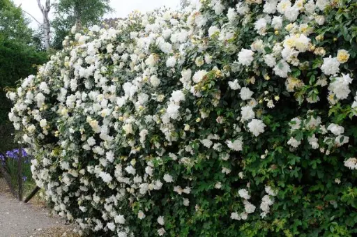 [123322] Rosier Alberic Barbier® Grimpant Pot C4