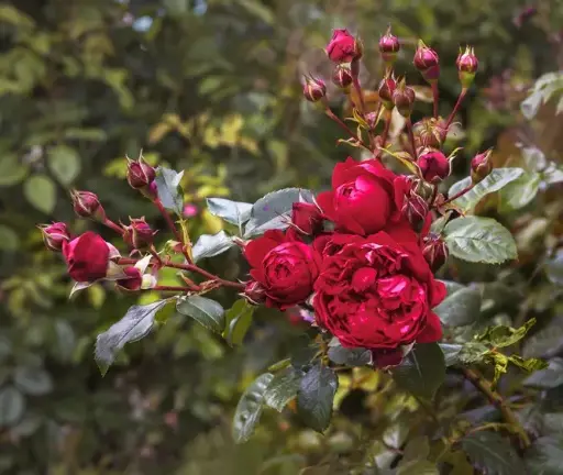 [117420] Rosier Florentina grimpant Pot C4litres