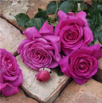 [129993] Rosier Chartreuse De Parme Pot C5Litres ** Rose mauve très parfumée **
