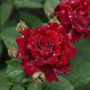 [105012] Rosier Hommage A Barbara Pot C5Litres ** Parfumé **