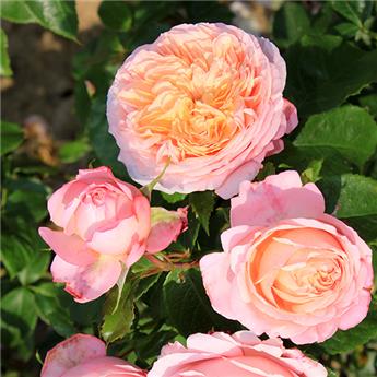 [128684] Rosier Domaine de Chantilly Pot C5Litres ** Très parfumée **