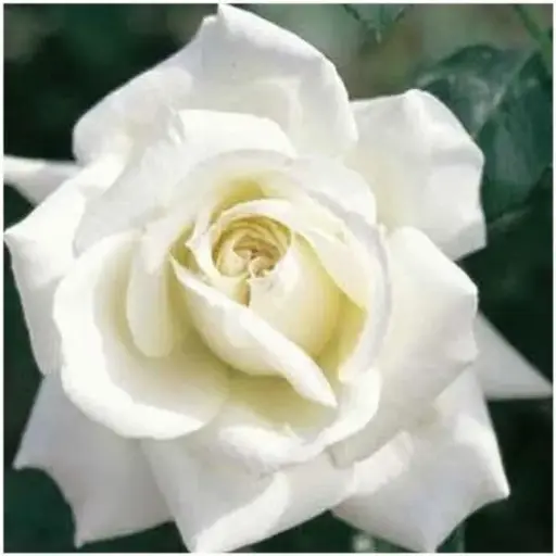 [143569] Rosier Henri Salvador Pot C5Litres