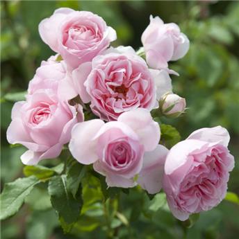[144791] Rosier L Autre Rose ® Pot C5Litres  **Parfumé**