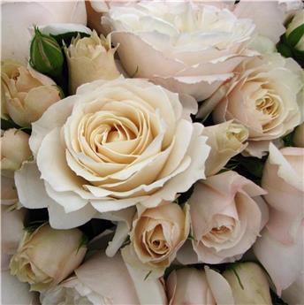 [138325] Rosier Princesse Astrid de Belgique ® Pot  ** Parfumé **