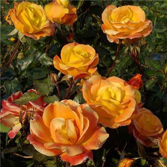 [144798] Rosier Soleil Du Monde ® Pot C5Litres **Très résistant aux maladies **