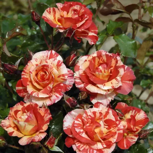 [143623] Rosier Paul Gauguin ® Pot C5Litres  ** Parfumé **