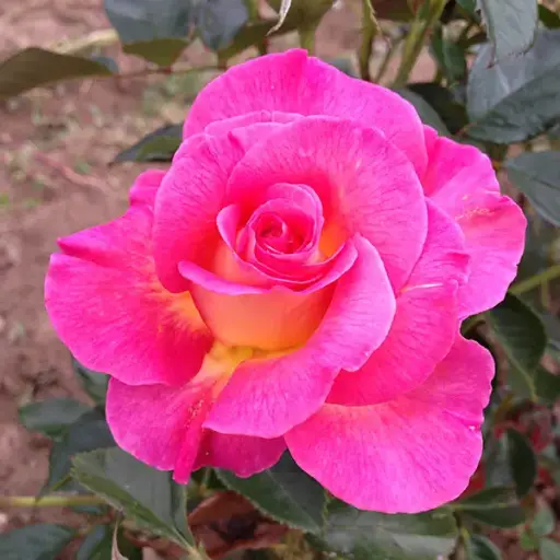 [110413] Rosier Pink Paradise® Pot C5Litres **Parfum intense **