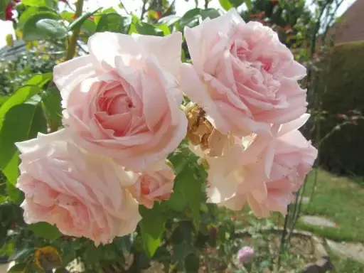 [137277] Rosier Constanze Mozart® (Syn. La belle Ferronière) Pot C5L **Parfumé / Résistant**